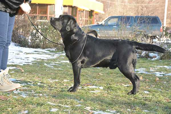 Tierni Mamoru Takeshi