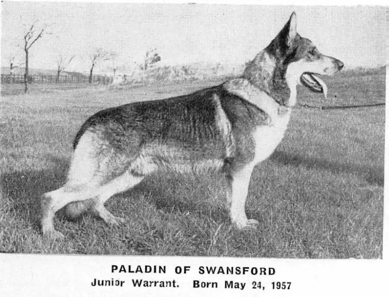 Paladin of Swansford