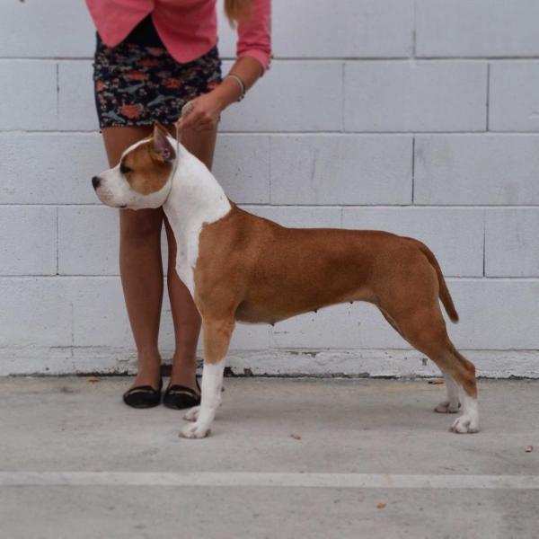 karballido staffs don't worry be happy