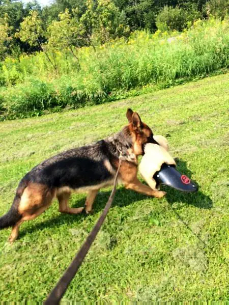 Carissima' Gemma of Gemline