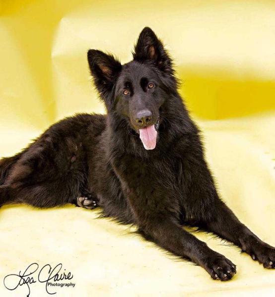K9Xtreme's Kirk