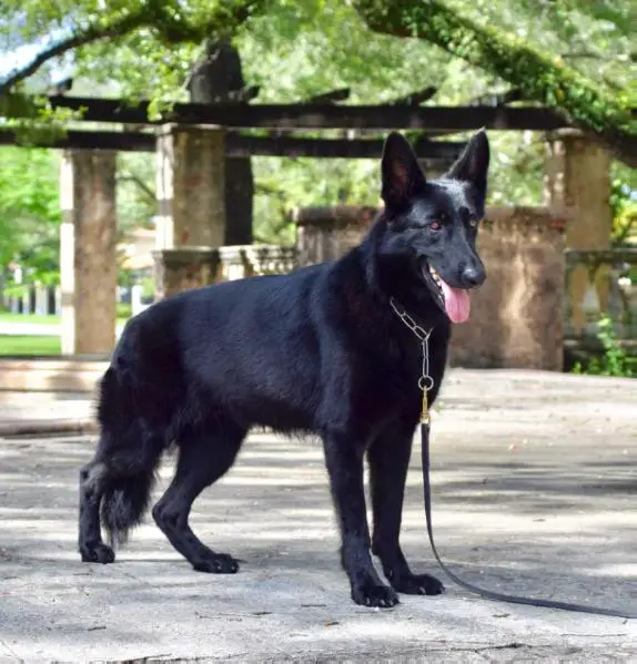 K9Xtreme's T'Pau