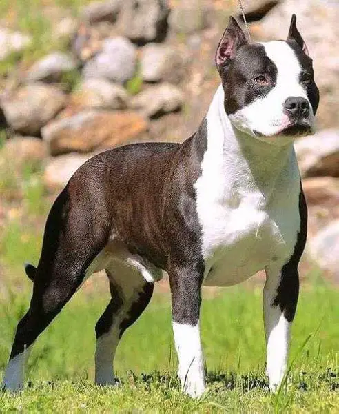 UWP GRCH, 'PR' Lore's Saturday Night Special