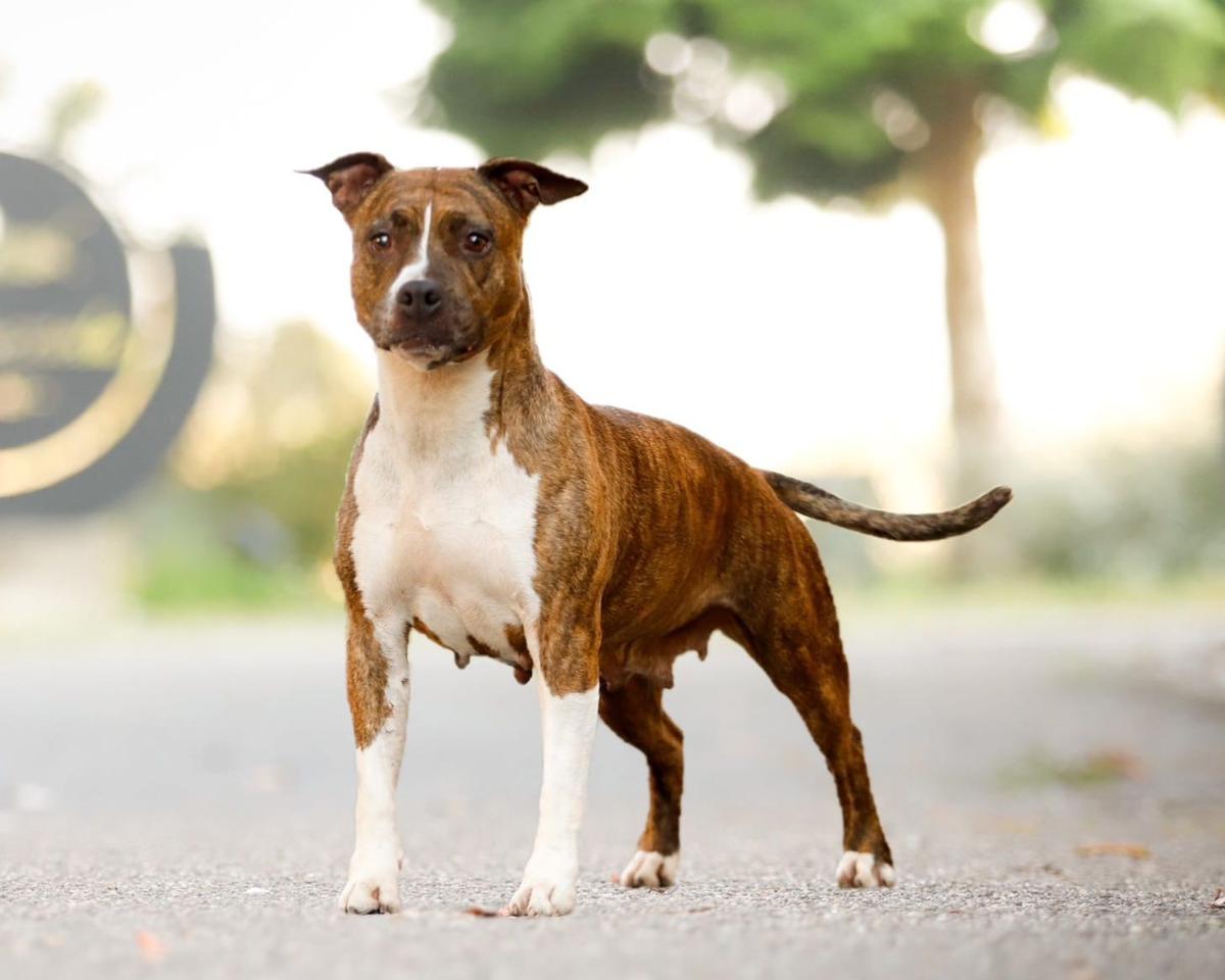 Confital Columbia River