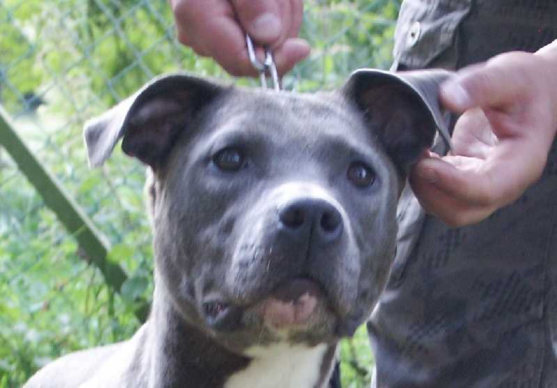 aloa du haras des blons