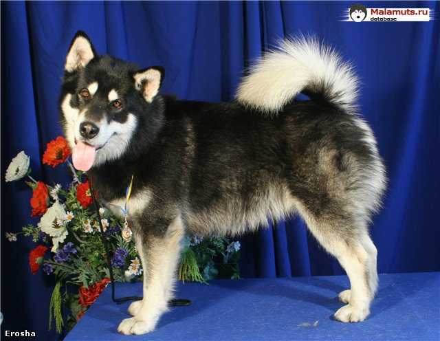 Erosha Prosh Beliy Klik