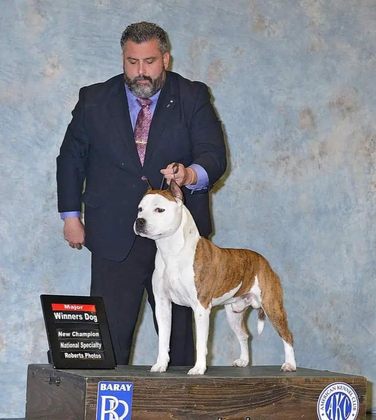 AKC Ch, JBISS,BISS,BIS, Ch Rus, Gr Ch Ro, Best of Winners US Showtime Staffs Blockbuster of Ringmaster
