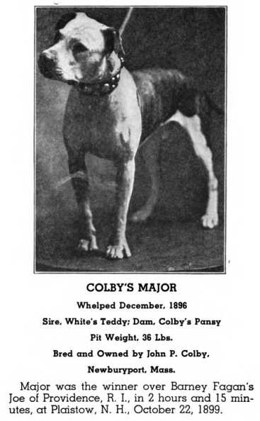 Colby's Major (1896) (White's Teddy x Colby's Pansy)