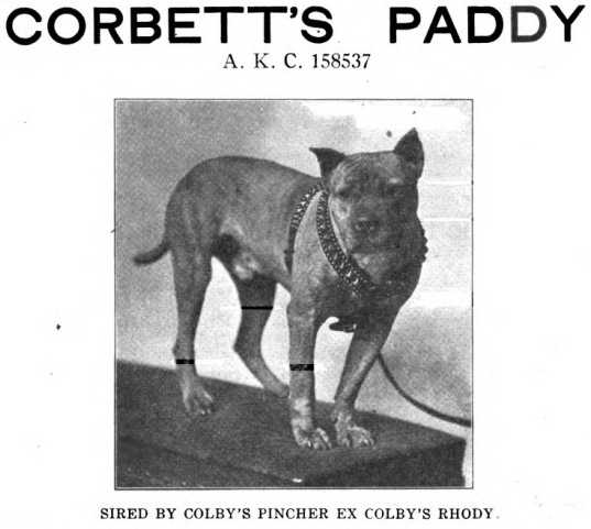 Corbett's Paddy (AKC 158537)