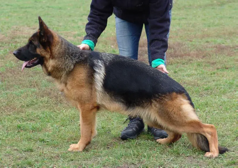 V Victoria vom Frankengold