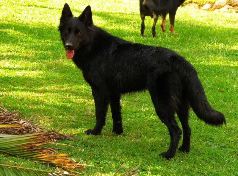 IceBeam e Lord Manske