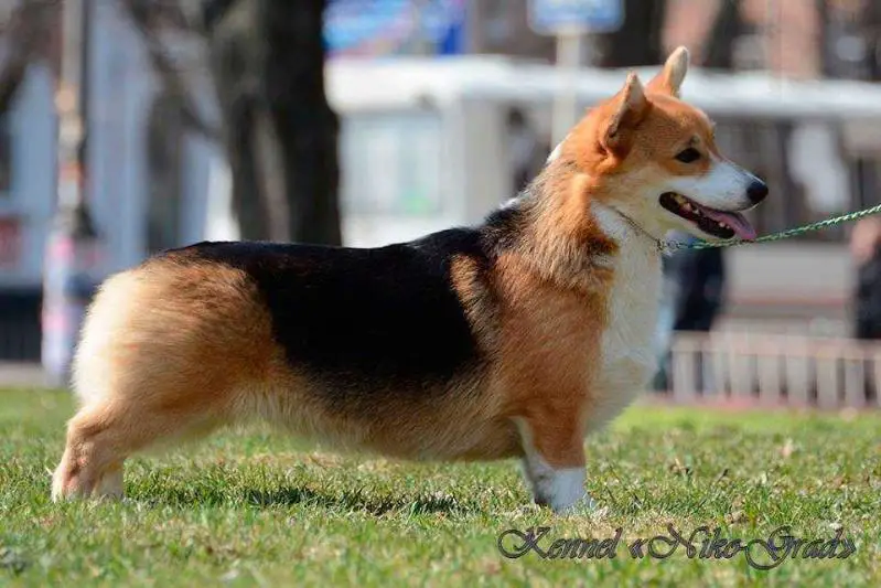 Infiniti Dubensky Zamok