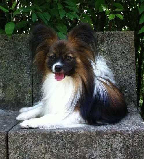 Borgo's Sommernachtstraum Tao Tao