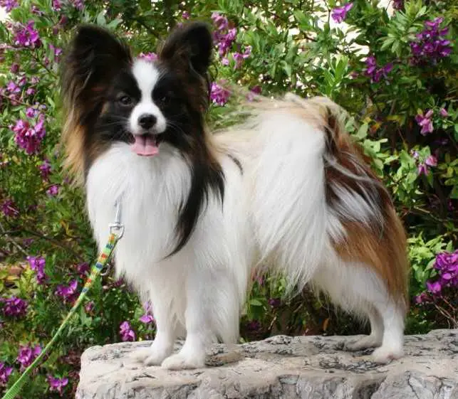 Borgo's Sommernachtstraum Emil