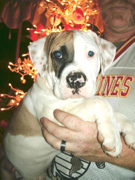 Douthit's Baby Brutus