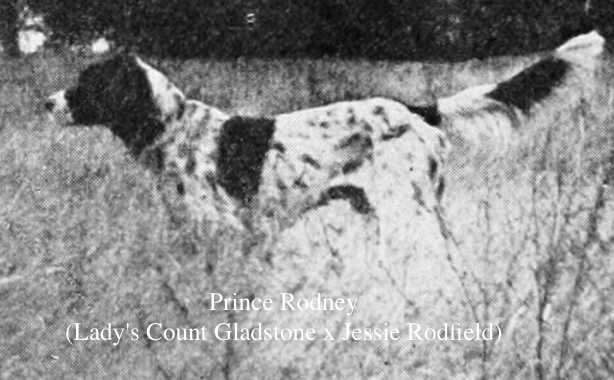 Prince Rodney (Lady's Count Gladstone x Jessie Rodfield)
