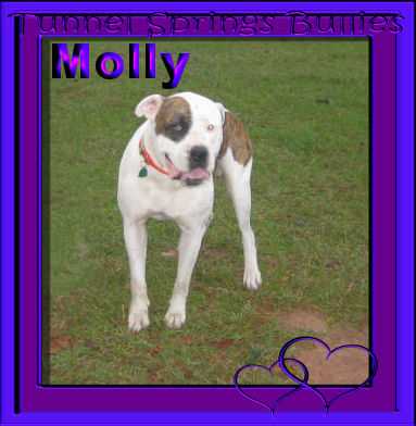 Molly Mae of Tunnel Springs