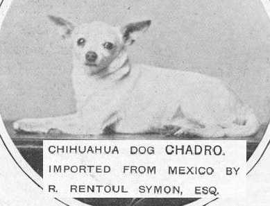 Chadro (c.1912) [R. Rentoul Symon Esq's]