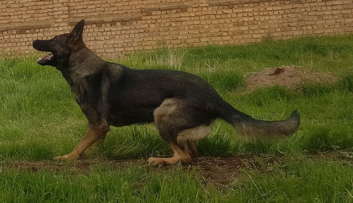 Capri vom Weggefährten