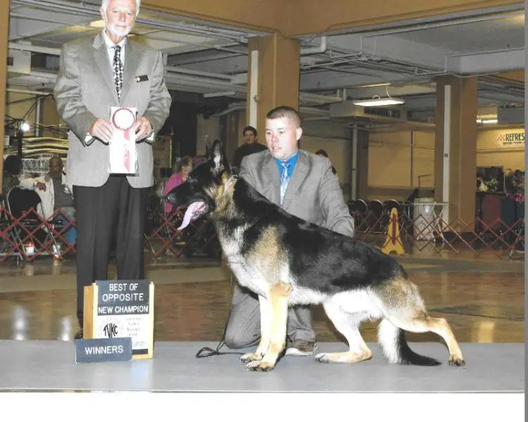 CH Donka's Patron