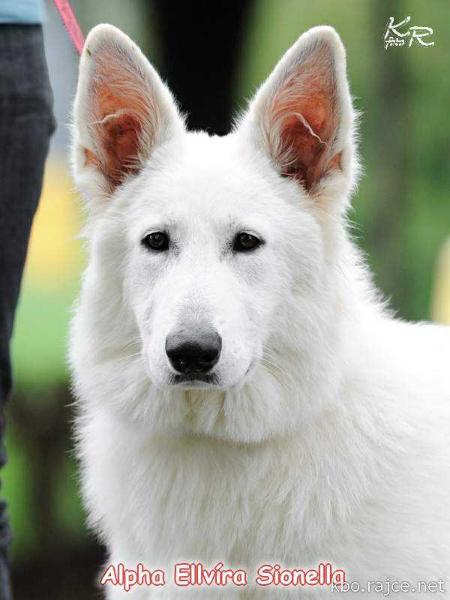 Alpha Ellvíra Sionella