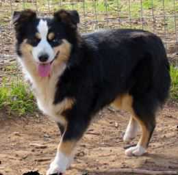 Porter's Abby