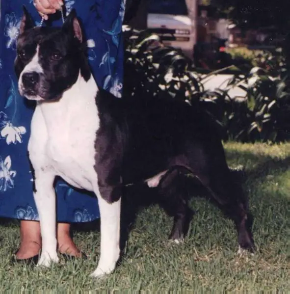 AKC CH CanAm's Billy the Kid