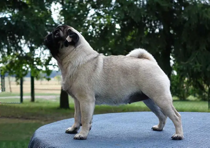 Cookie von den Puffipugs