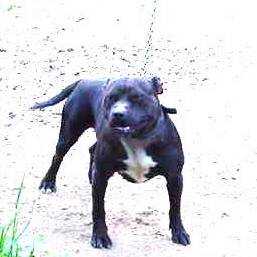 Boudreaux' Lady Keno