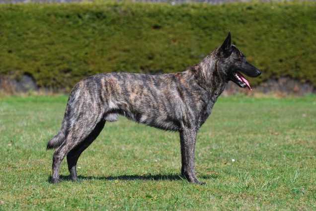 Boyd´ Bullriding Glenmore