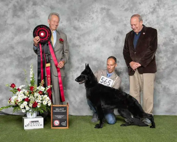 Can Select GrCh FVx MVx, Am Select Ch Madeb's Pretty Little Liar