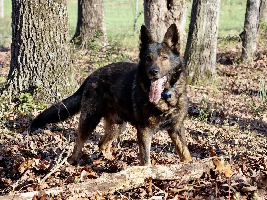 Hannibal Z Hrdinneho Odvahy