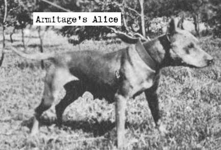 Armitage's Alice