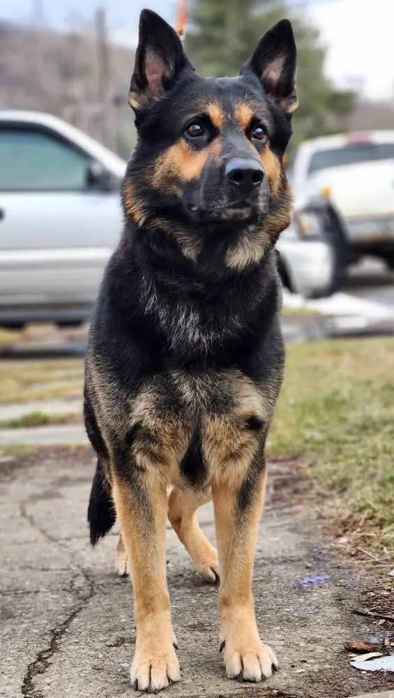 Kuno Vom Haus Lesneski