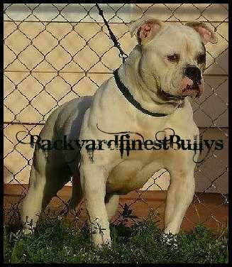 Byfb Sweet N Low of Ultras