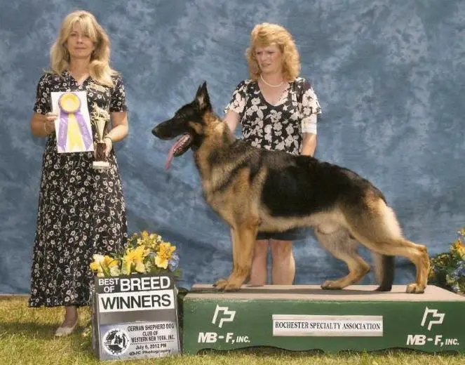 BOF BISS Am Ch/Can Ch/UKC Ch Stonewall's Knight Rider V Beauchien