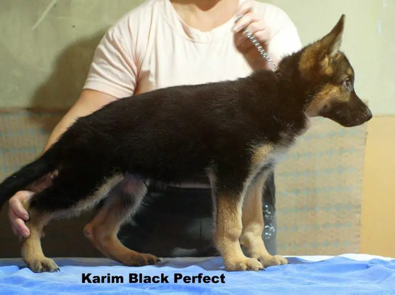 Karim Black Perfect