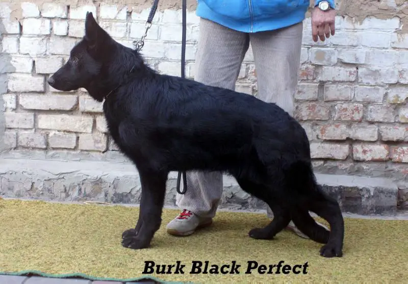Burk Black Perfect