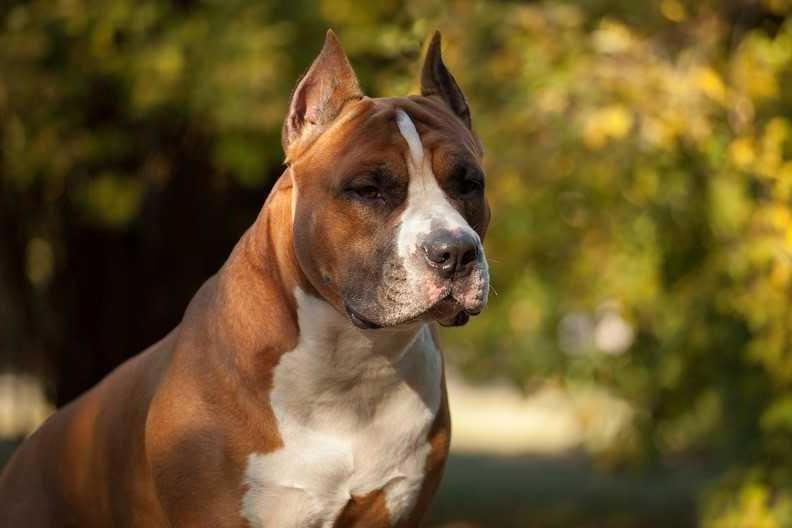 JCH RUS, CH RUS, CH RKF BINGO WINNER