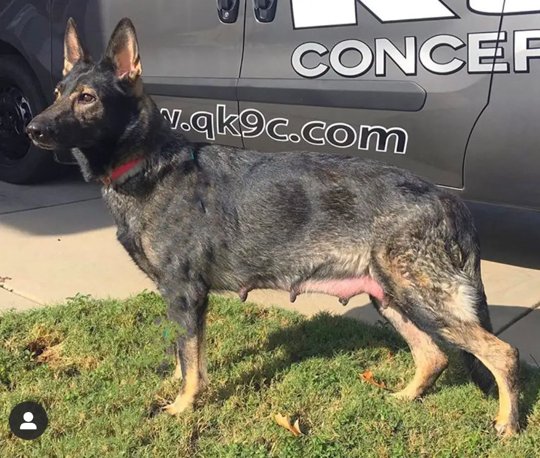 Olina Vom Kavallerie