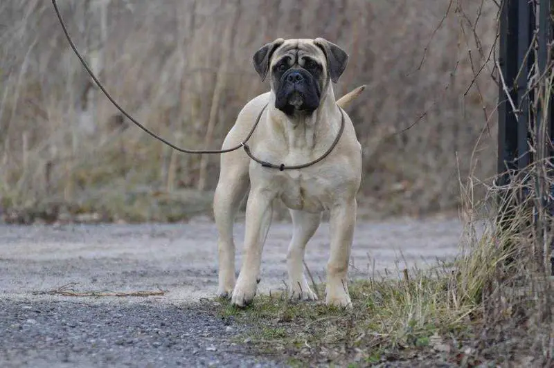 All For Me Fullhouse Amber Dream