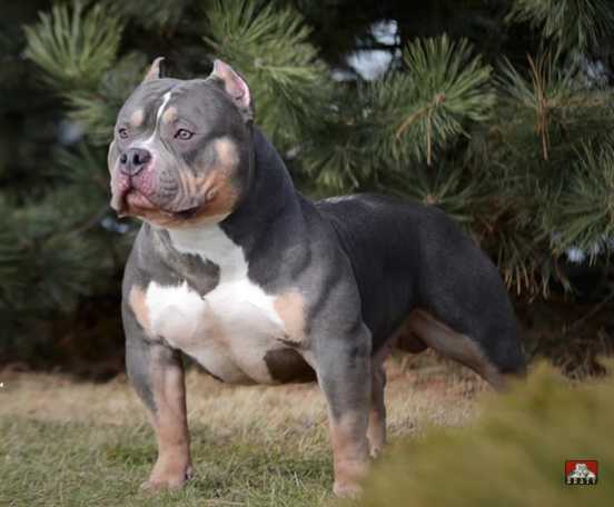 CH (ABKC) 'PR' Shortmuscle Pit's Lucky Luciano