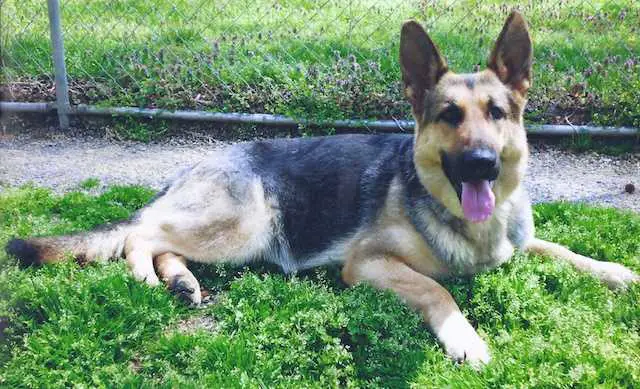 Bar-Ben's Sector's First Paige