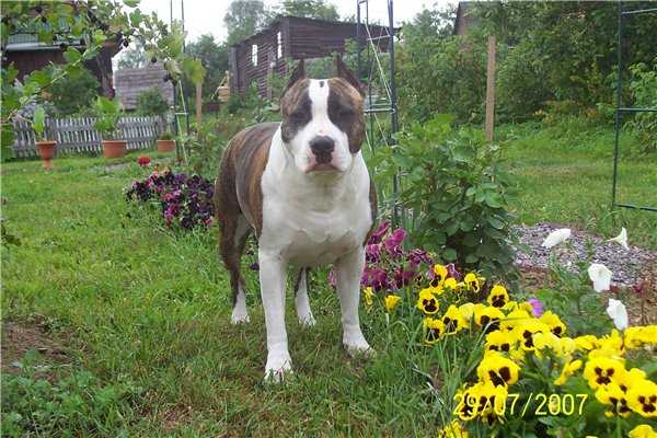 Alterra Zonda Paganini