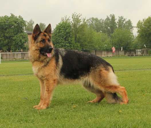 Чемпион России, Чемпион РКФх2 Alizhe Nemgriff Fantastiс