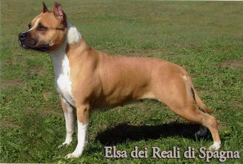 Elsa Dei Reali Di Spagna