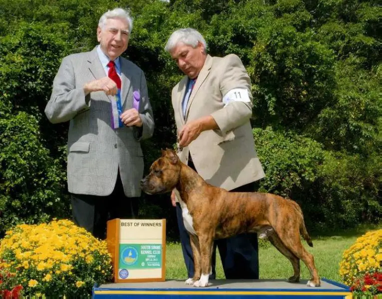 AKC Champion Royal Court's In Living Colour