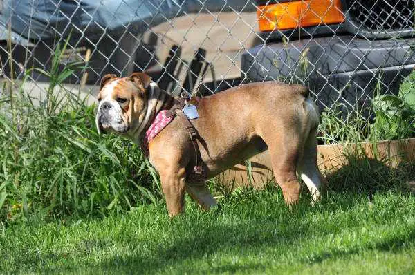 Pelto's Millie