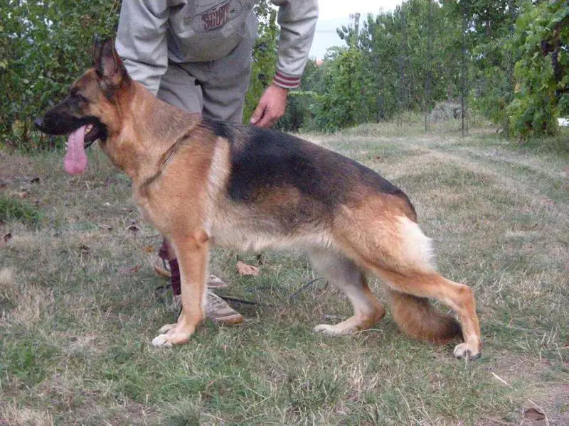 Saraya  (von Fortuna Berg )