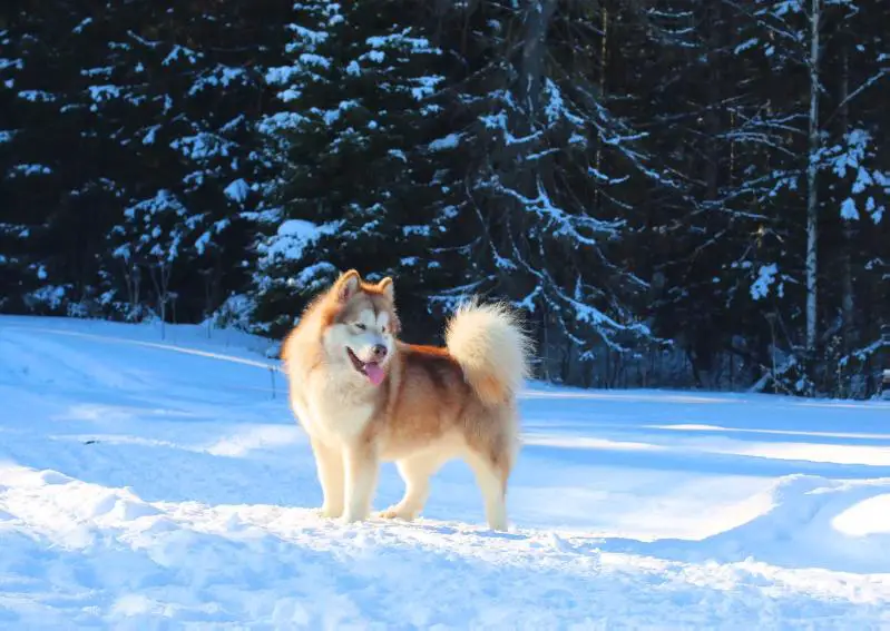 Bairak Azskaz Aurora Zarya Aprelya